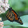 Monarch (Danaus plexippus) female (4)
