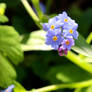 Forget me not- Myosotis alpestris (sylvatica)