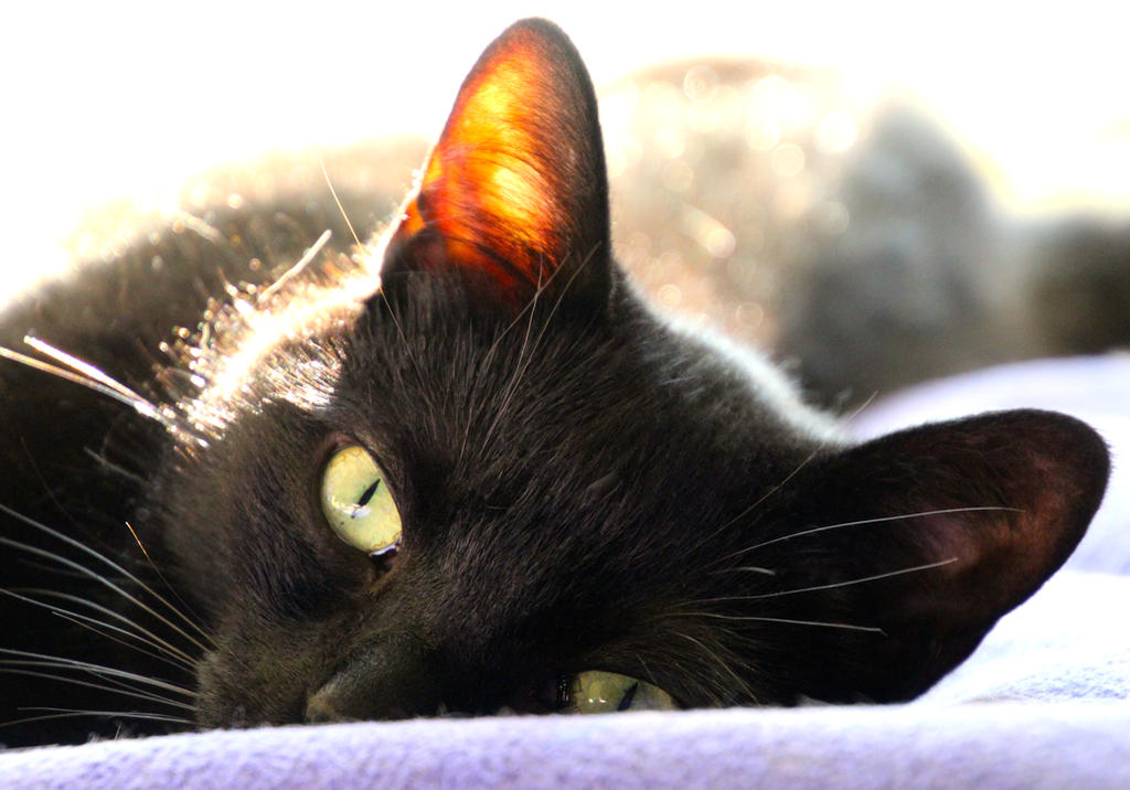 roly poly time by minamiko on DeviantArt