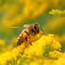 Honeybee on Goldenrod