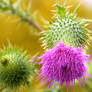 Thistles