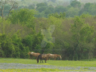 Horses and Bluebonnets