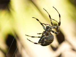 cross orbweaver