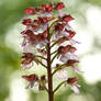 Lady Orchid