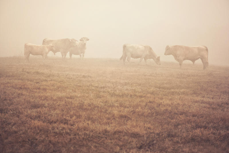 Charolais family