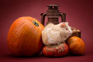 Autumn's colors