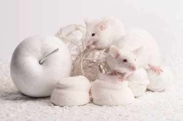 Christmas mice