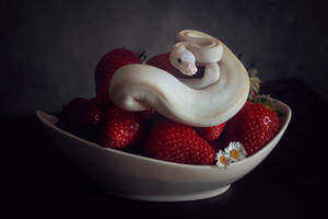 Whipped cream