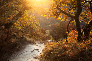 Golden forest