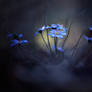 Little blue