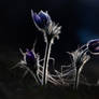 New life