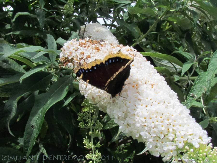 Mourning Cloak