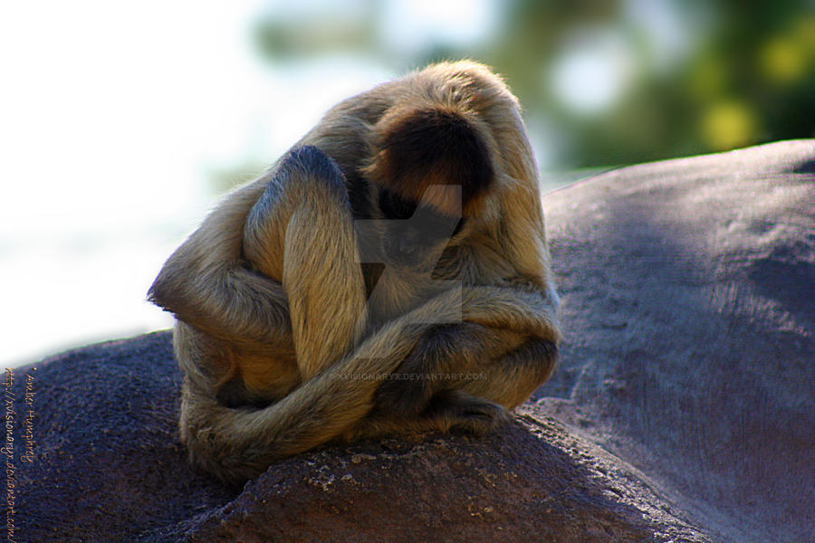 Spider Monkey Deviantart Spider Monkey by XvisionaryX on DeviantArt