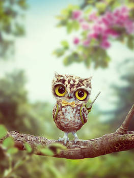 School Owl