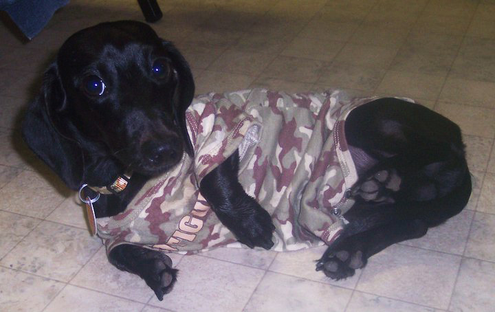 Camo Pup