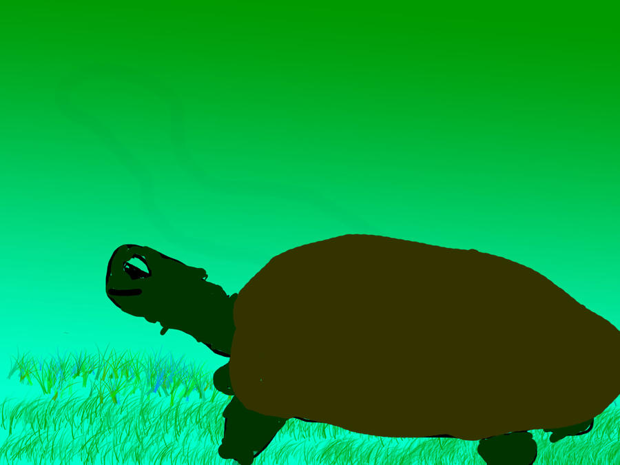 Deviantart Softshell Turtle TURTLE by penguinpop77 on DeviantArt