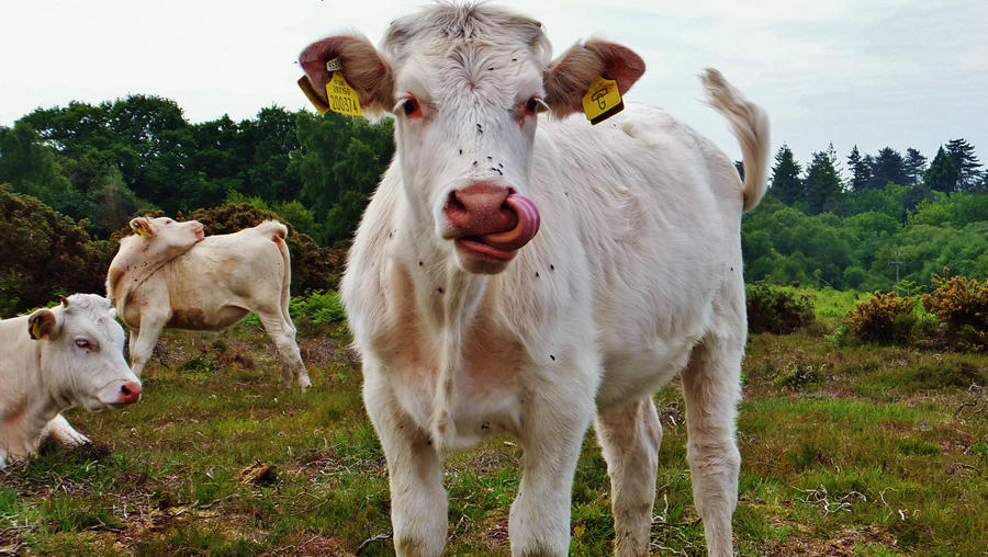 Even cows like the taste of cow!