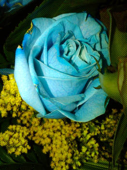 Rosa Azul