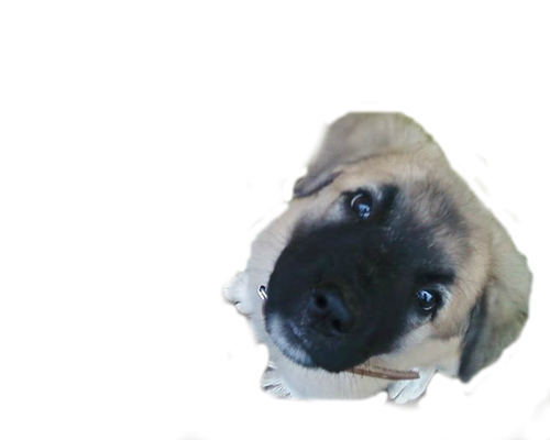 Dog PNG