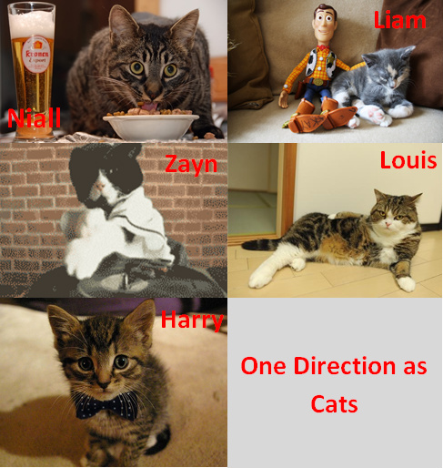 1D as cats