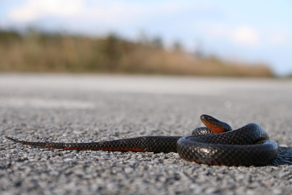Path Other Snake Snake on the path by riktorsashen on DeviantArt