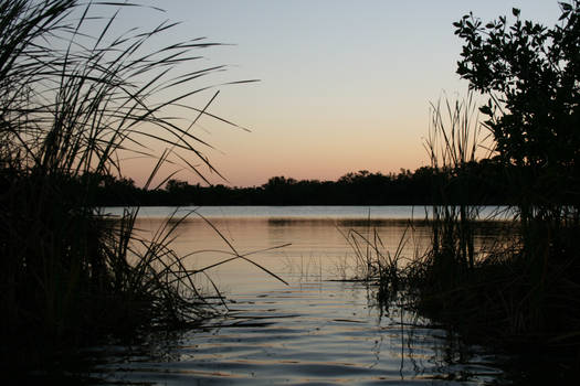 The Swamp at Dusk