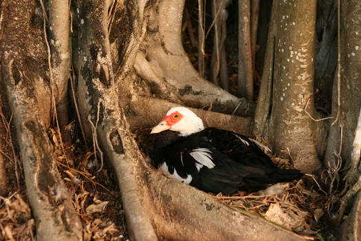 Expectant Duck