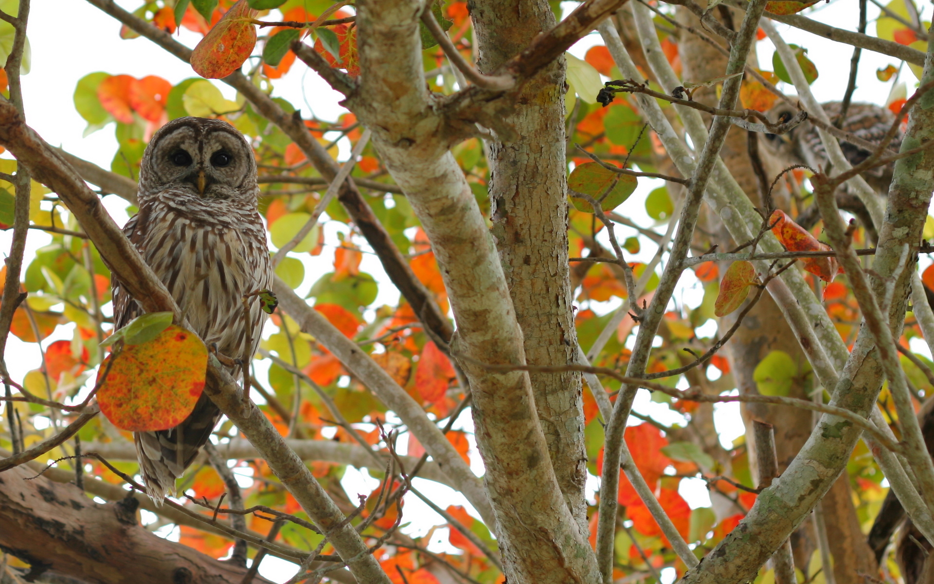 Owls