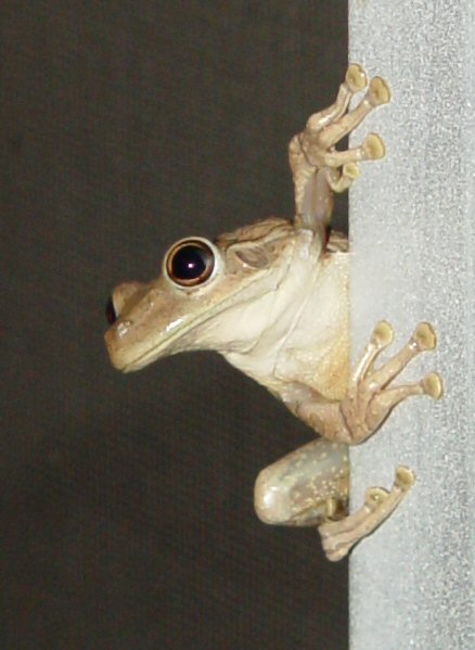 Tree Frog