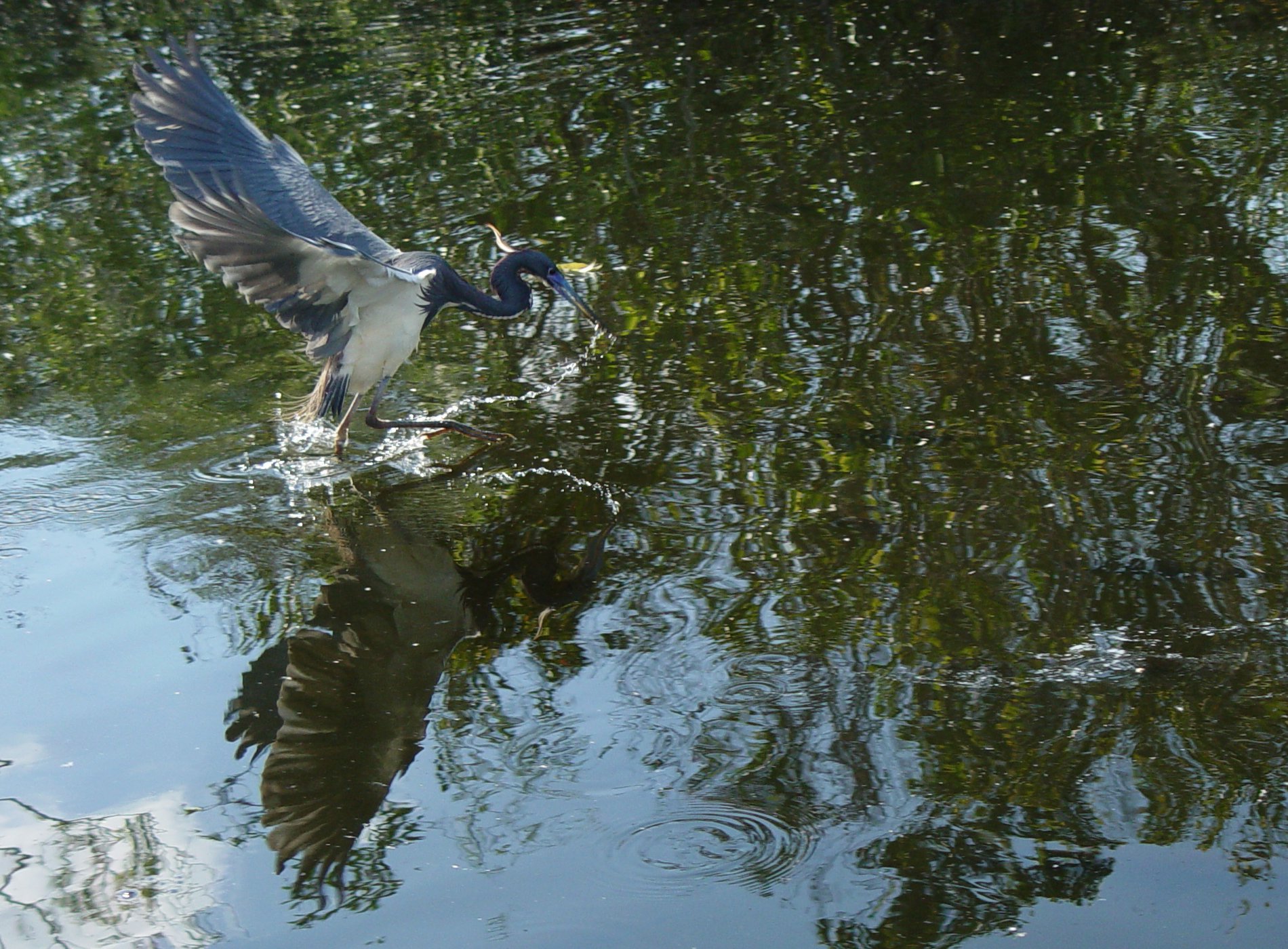 Flying Fisherman