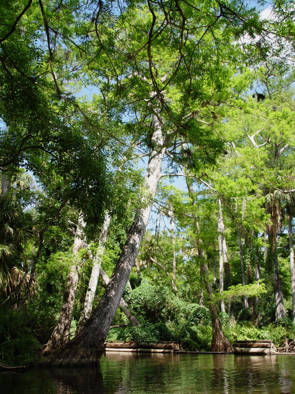 Dammed Loxahatchee River