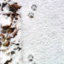 snow prints