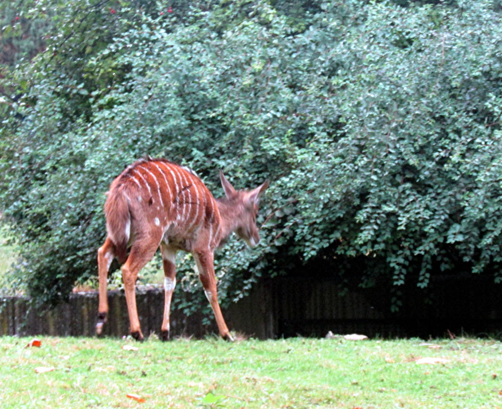 stripey