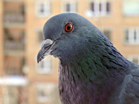 Pigeon