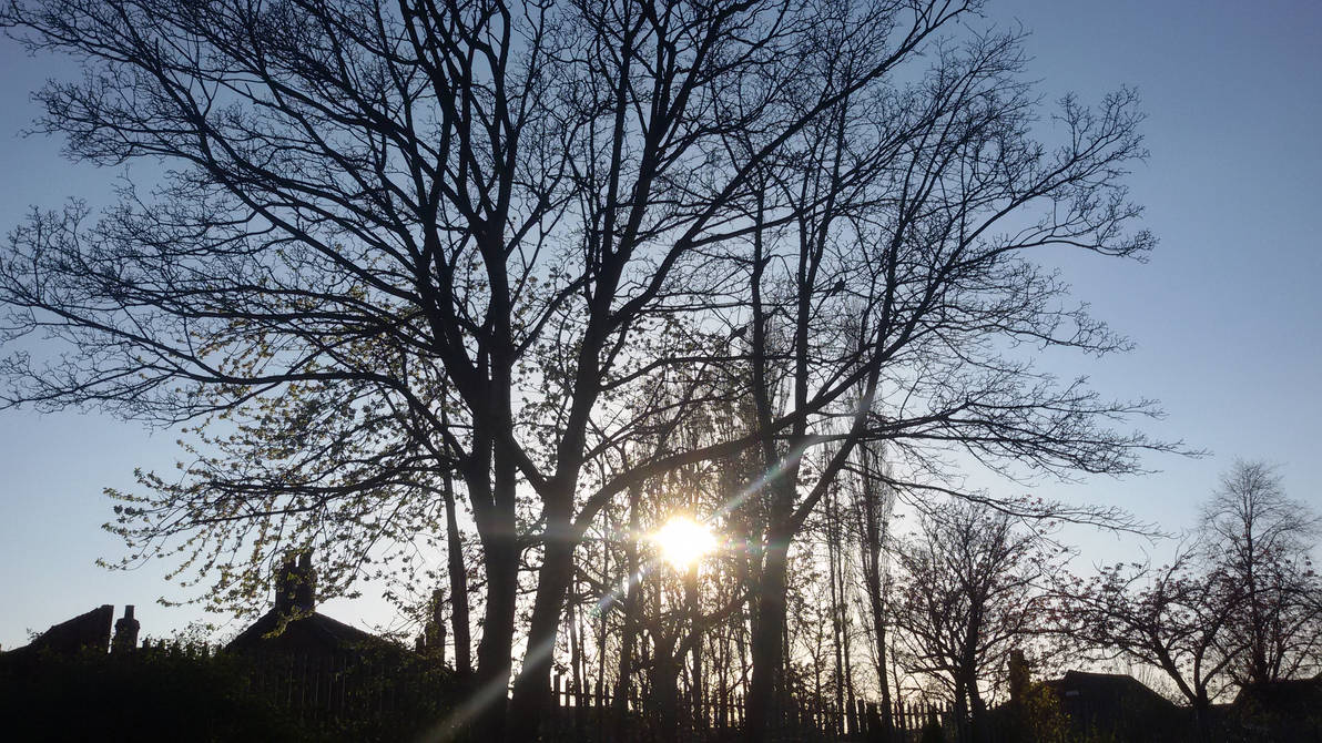 Trees 05 by Teenu-Stock on DeviantArt