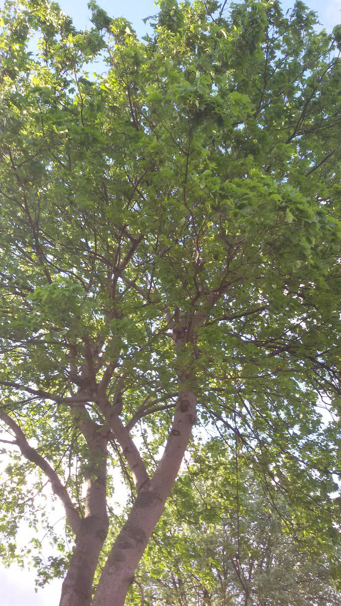 Tree by Teenu-Stock on DeviantArt