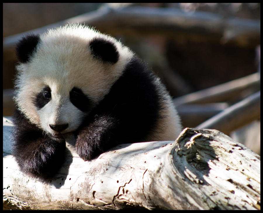 Teething baby panda