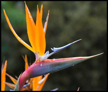 Bird of paradise tears