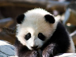 Baby Panda... again
