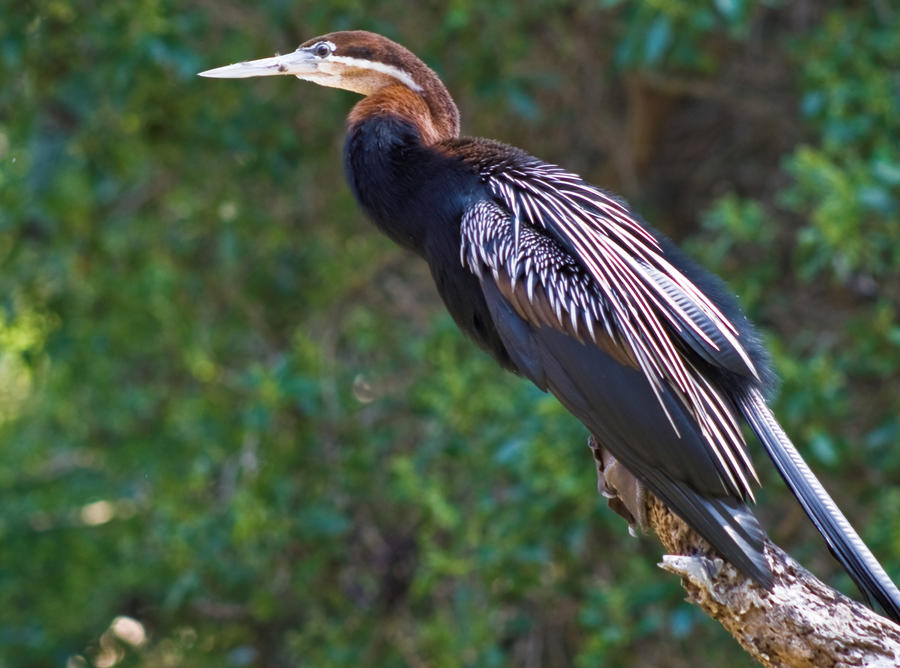 Bird on a branch