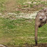 March of the baby elephant