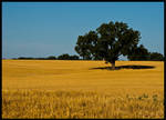 Alone in a field of gold by Roland3791