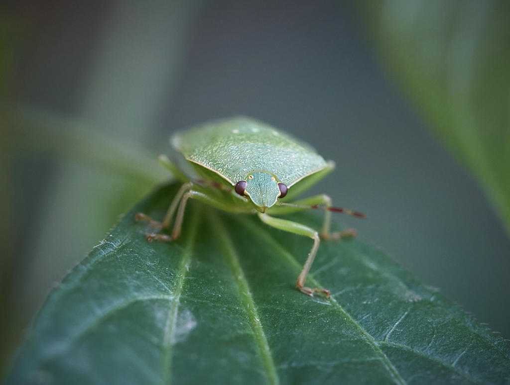 Bug by sergtrav Bug by sergtrav