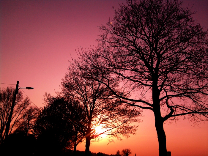 Shadow trees