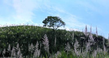 Tree and de Sugar Flowers