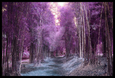 Purple BamBoo