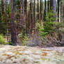 Glacier Park Forest