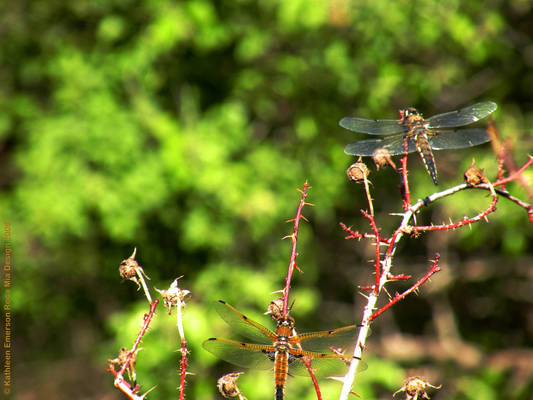 Dragonflies