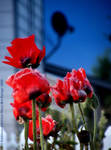 Greeting the Morning by rocamiadesign