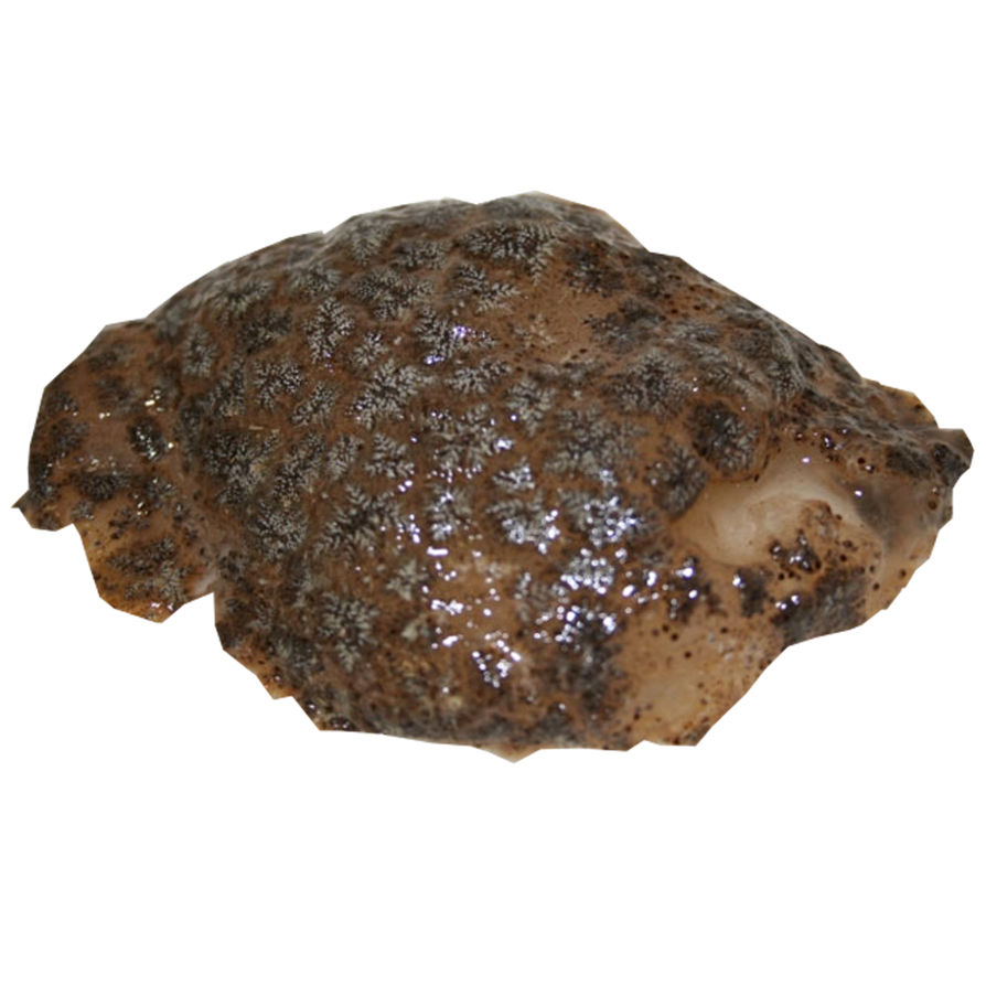 Mimetic meteorite 2025